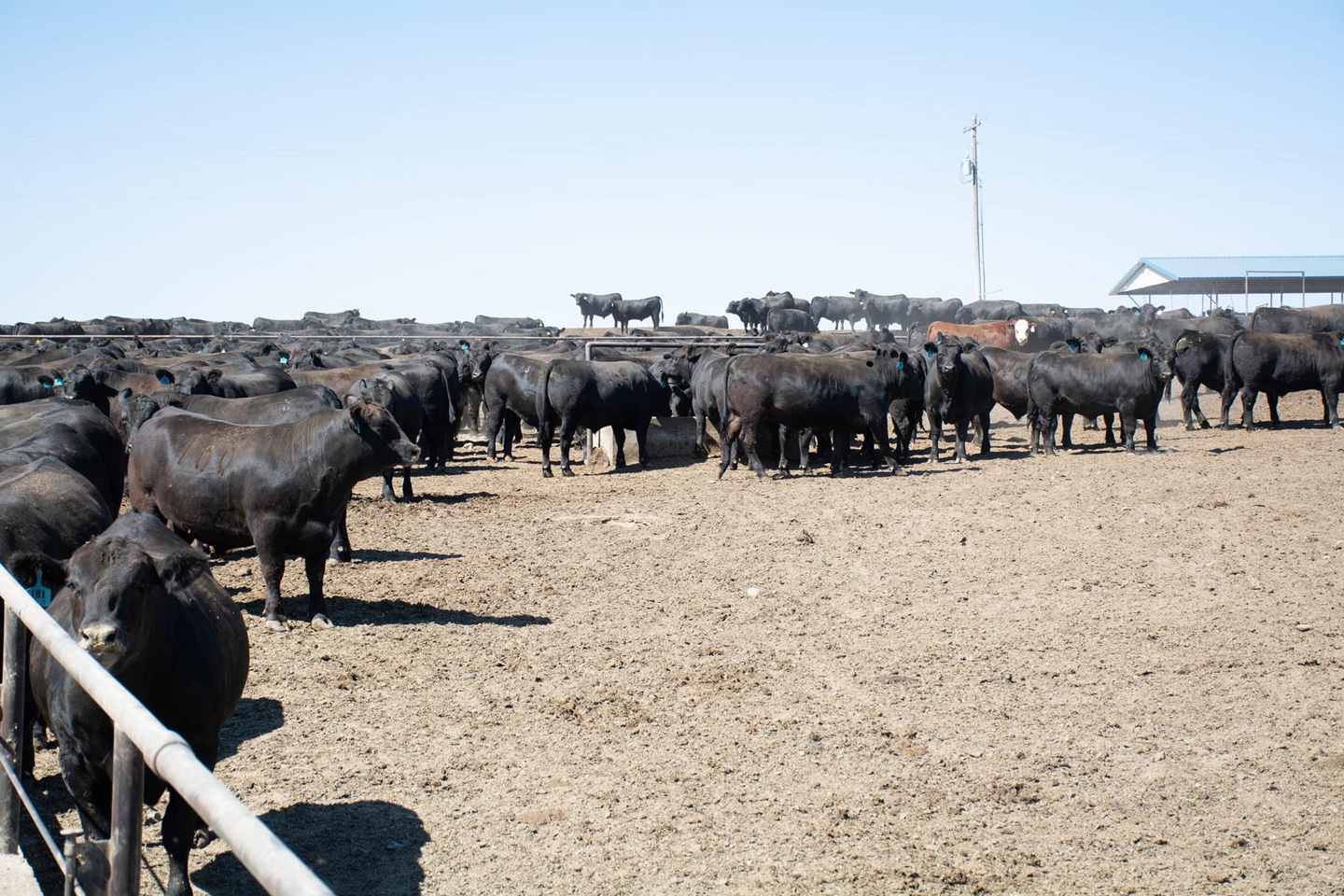 Black Angus Steer - Foster Cattle