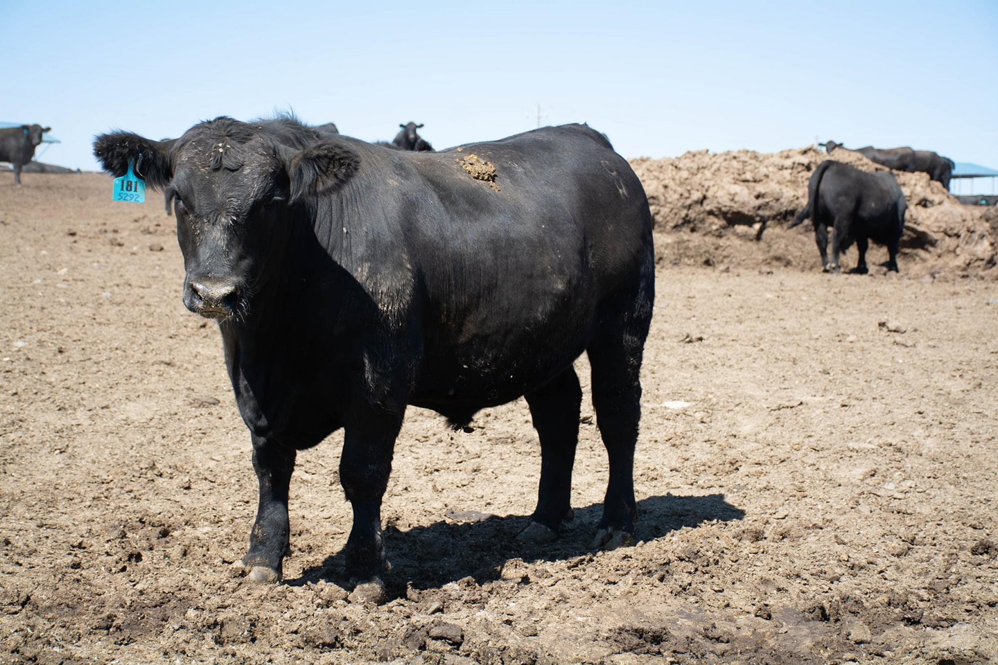 Black Angus Steer - Foster Cattle