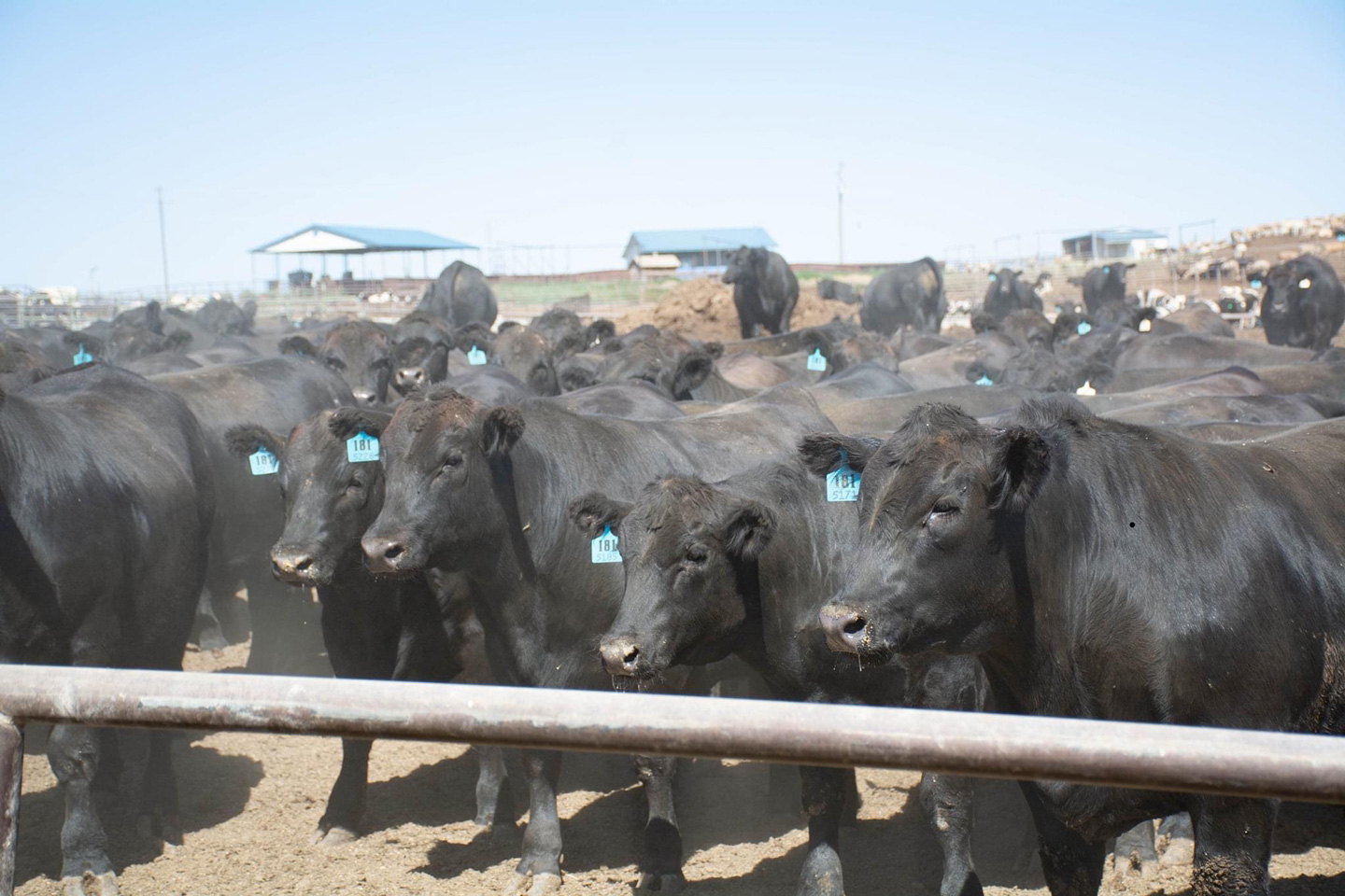 Black Angus Steer - Foster Cattle