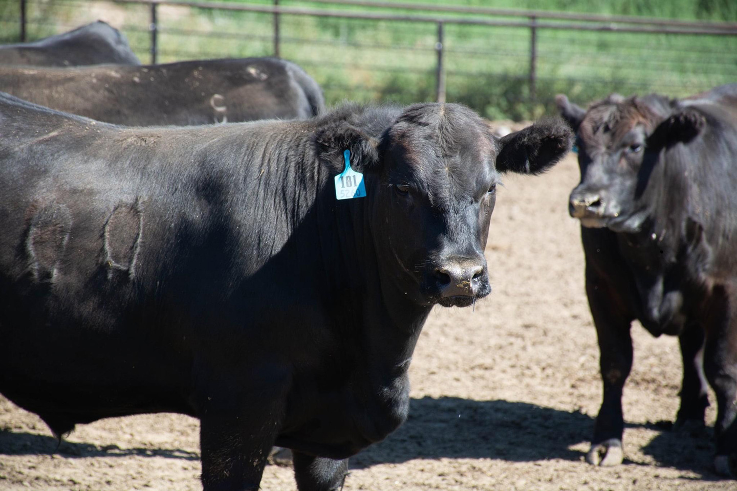 Black Angus Steer - Foster Cattle