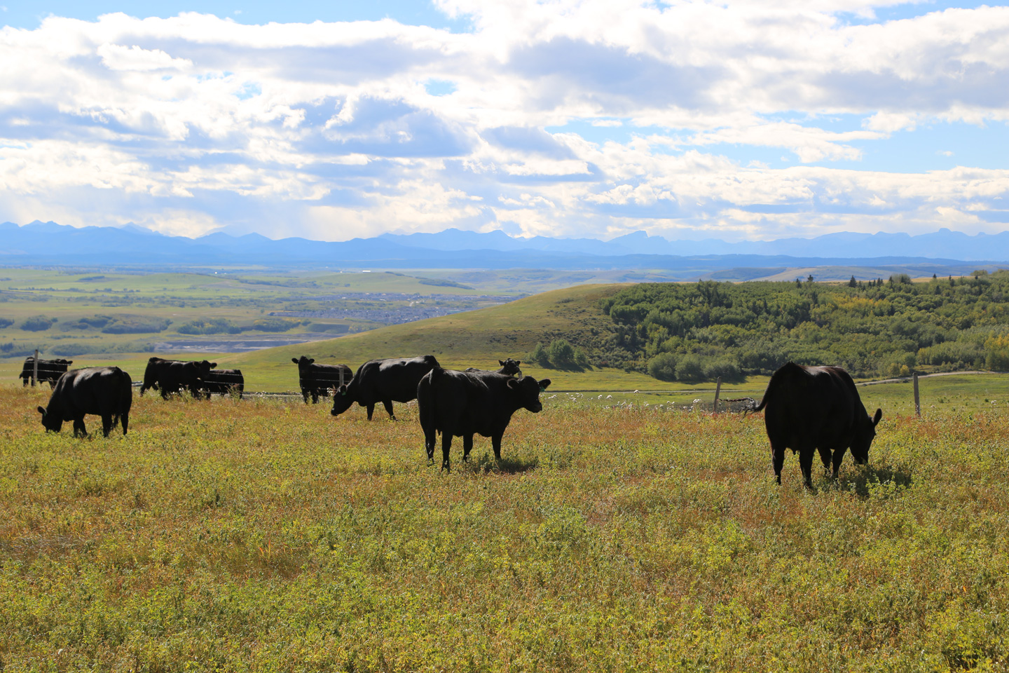 Momma Cows