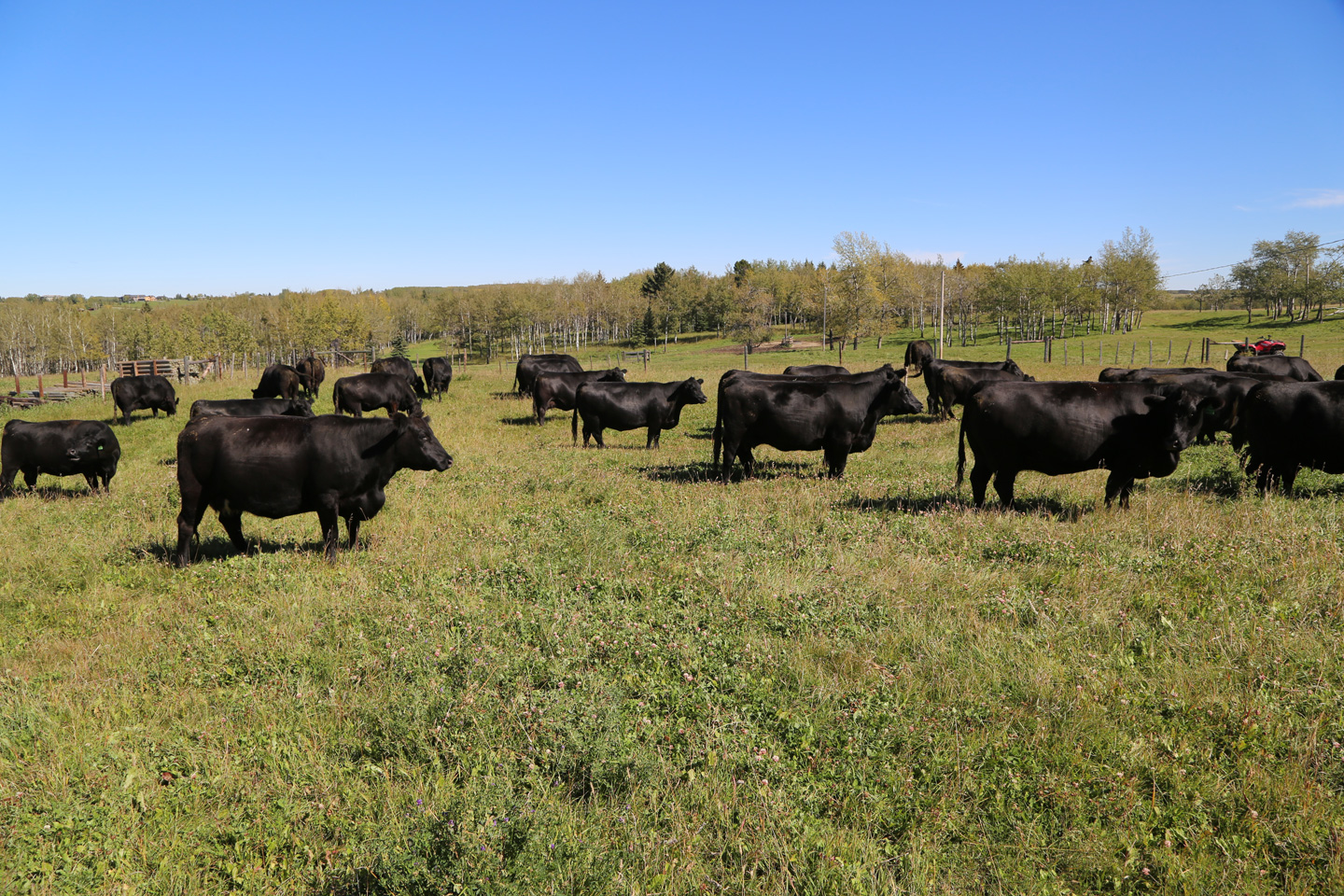 Momma Cows