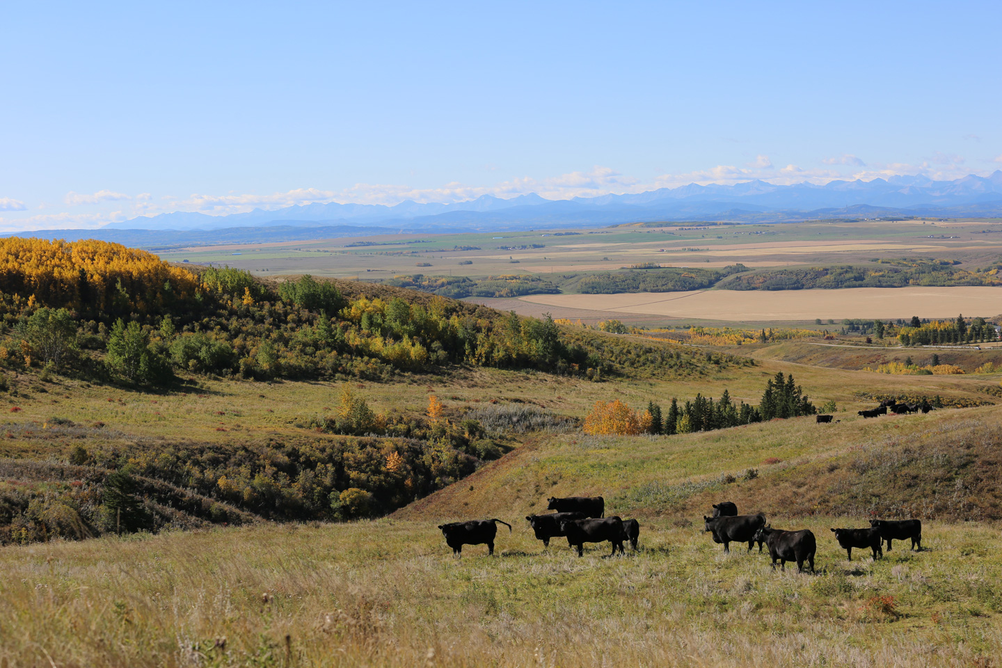 Momma Cows