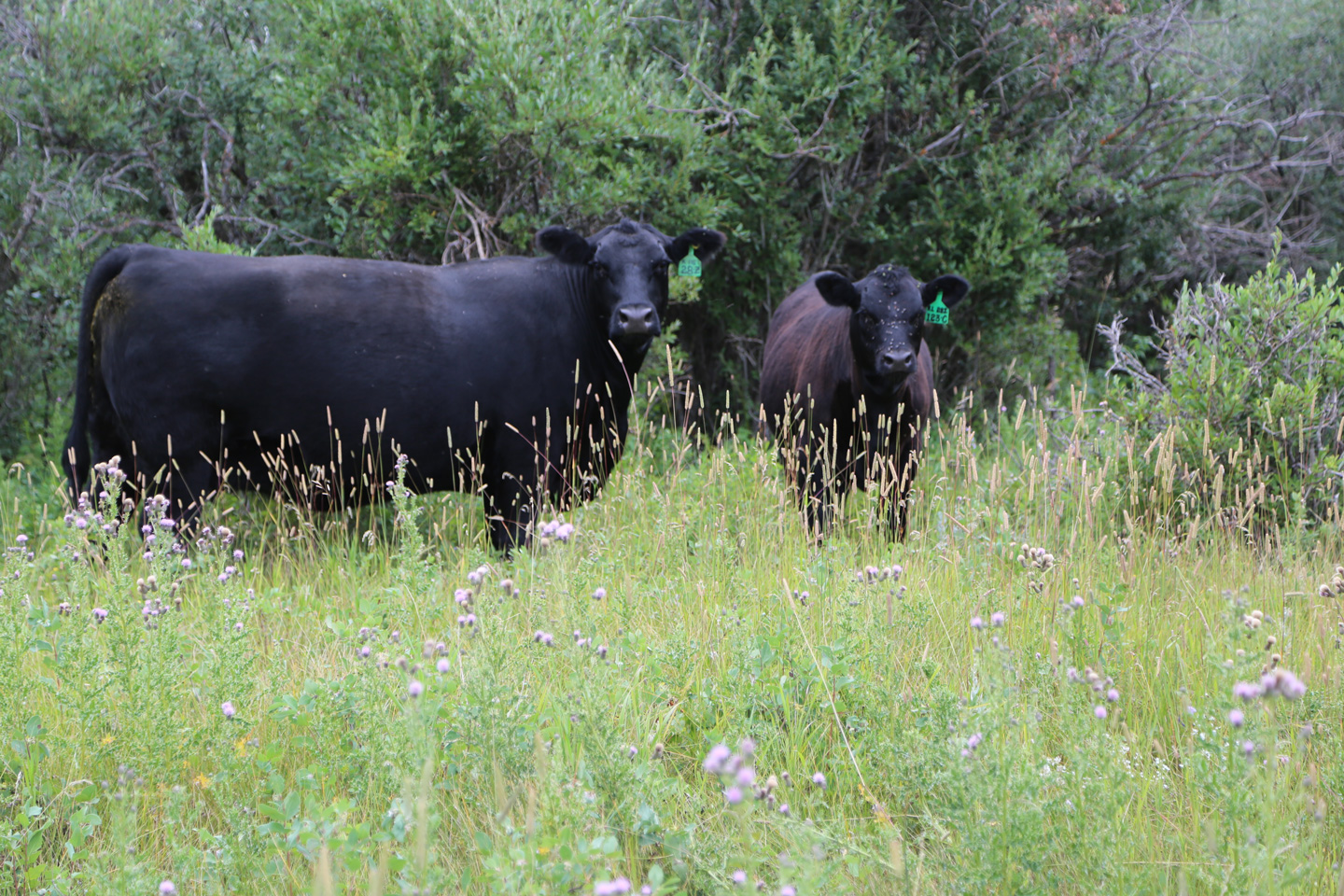 Momma Cows