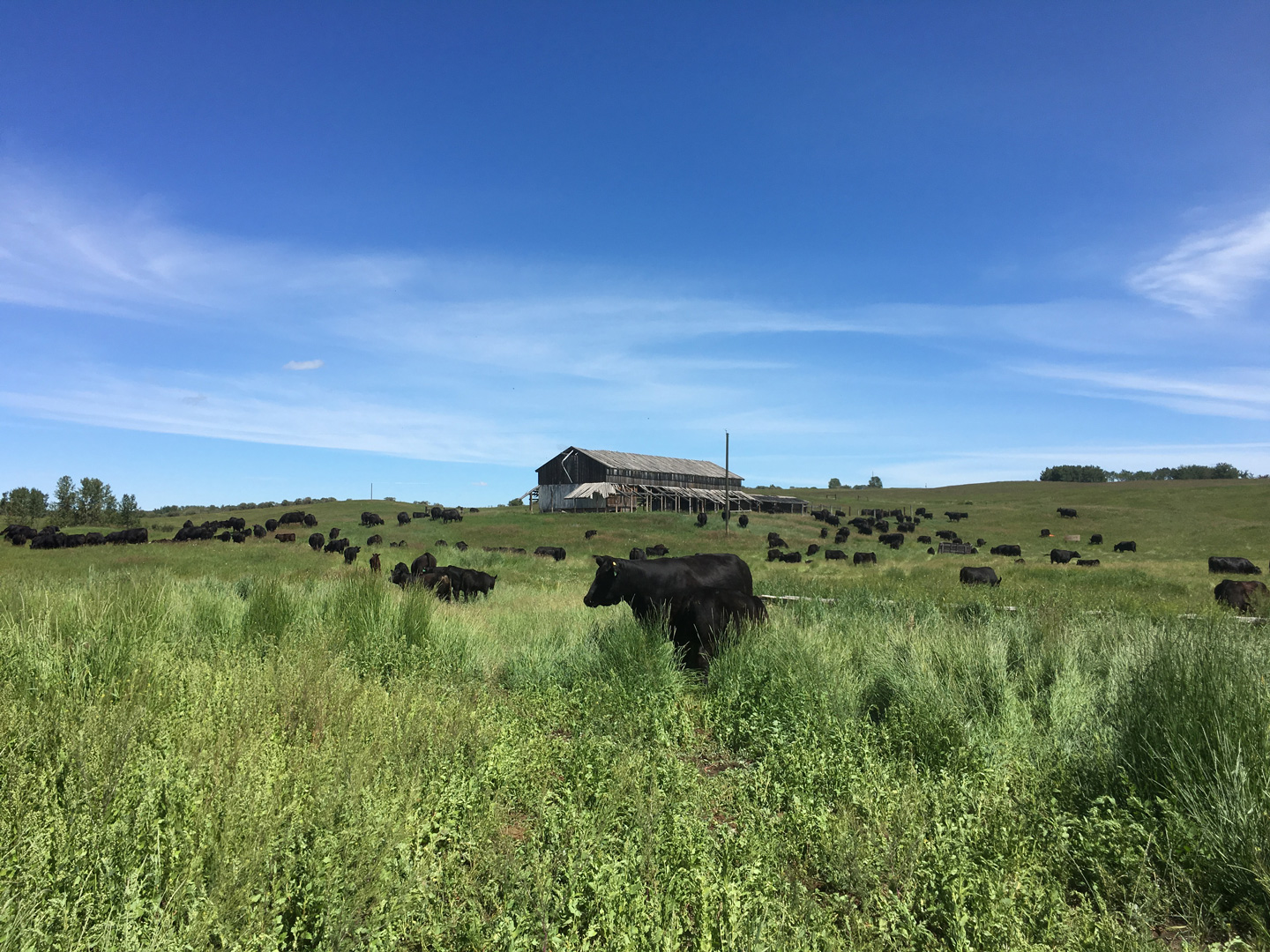 Momma Cows