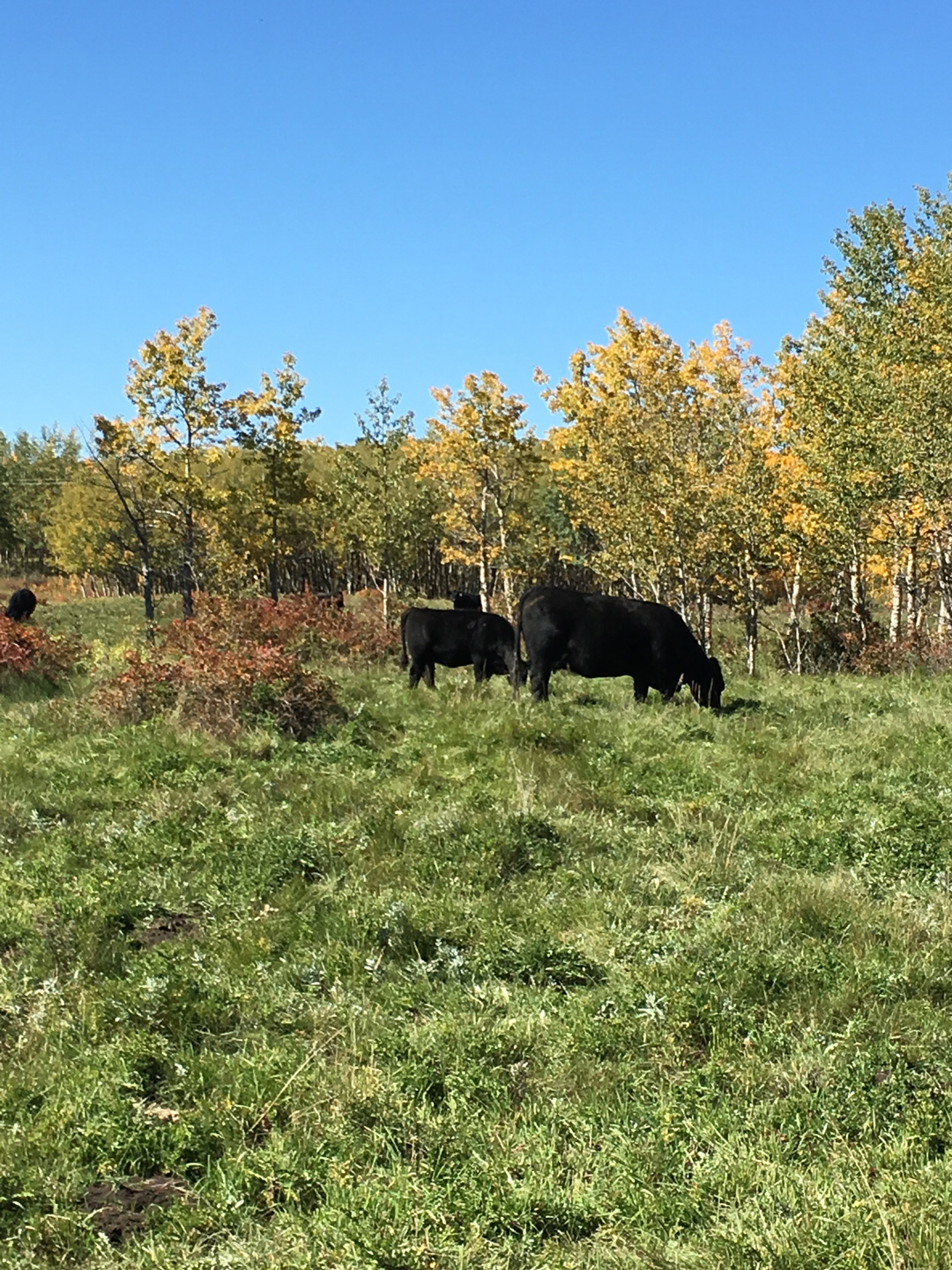 Momma Cows