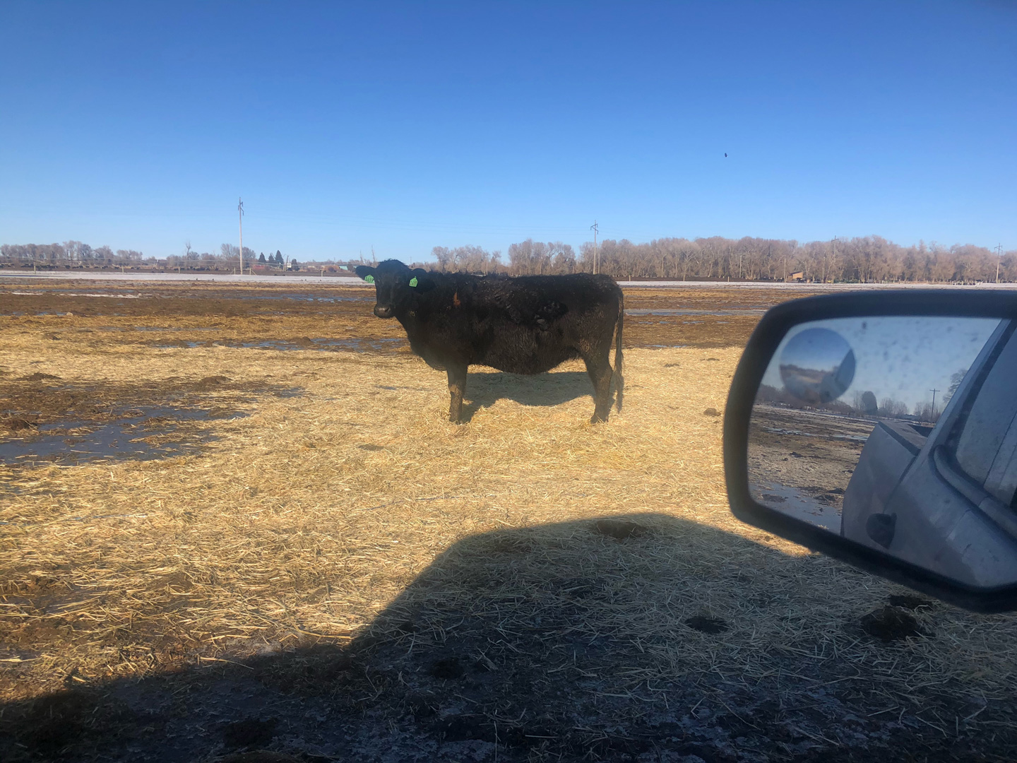 Black Angus Steer - Foster Cattle