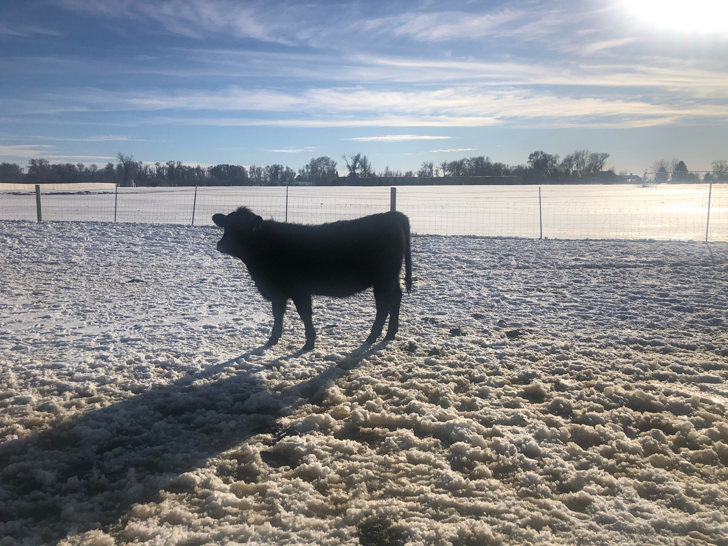 Black Angus Steer - Foster Cattle